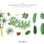 Meneer-Kelderman_Kiskadee-Days-Boek_Illustraties_02_Guyanese plants & fruits