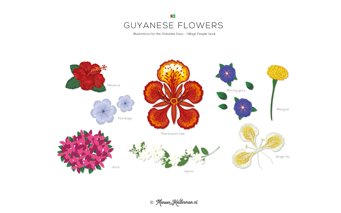 Meneer-Kelderman_Kiskadee-Days-Boek_Illustraties_02_Guyanese flowers